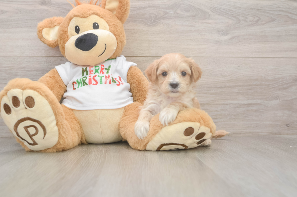 5 week old Maltipoo Puppy For Sale - Puppy Love PR