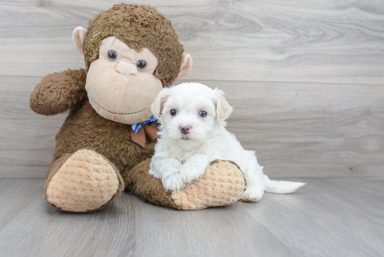 Meet Buzz - our Maltipoo Puppy Photo 1/5 - Puppy Love PR Cute Maltese Poodle Poodle Mix Puppy