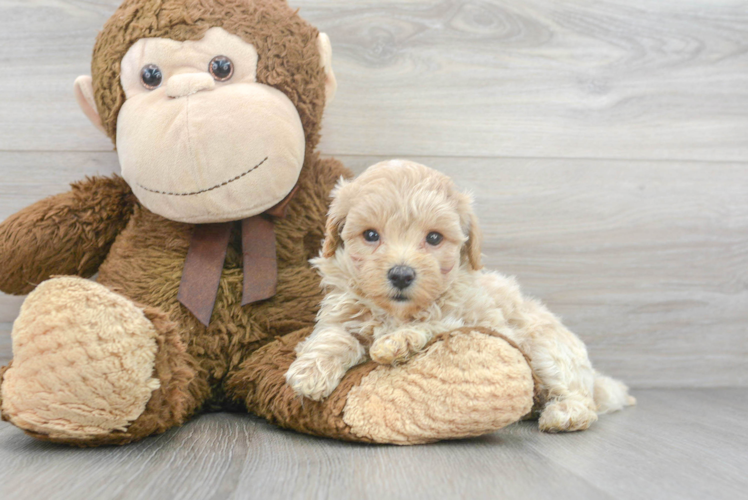 Little Maltepoo Poodle Mix Puppy