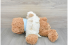 Petite Maltipoo Poodle Mix Pup