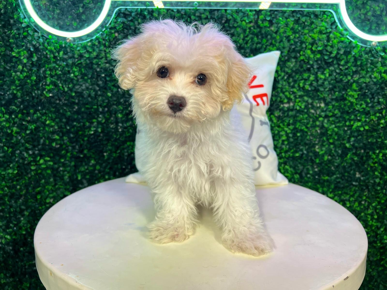 Maltipoo Puppy for Adoption