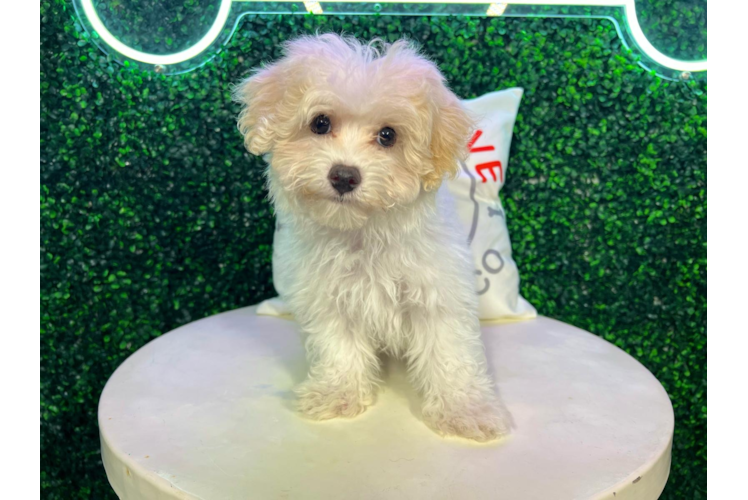 Meet Caesar - our Maltipoo Puppy Photo 1/4 - Puppy Love PR Maltipoo Puppy for Adoption