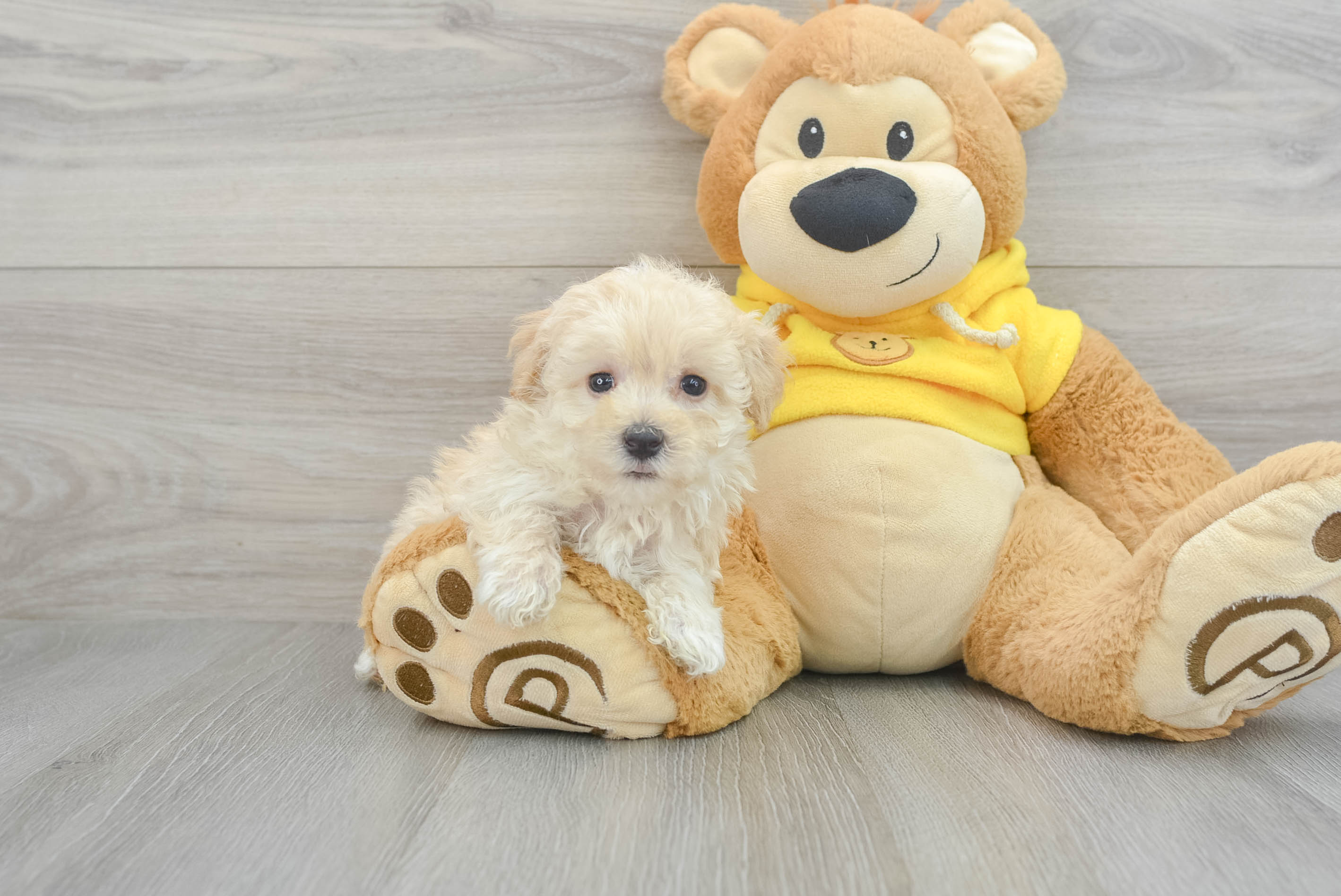 Maltipoo Pup Being Cute