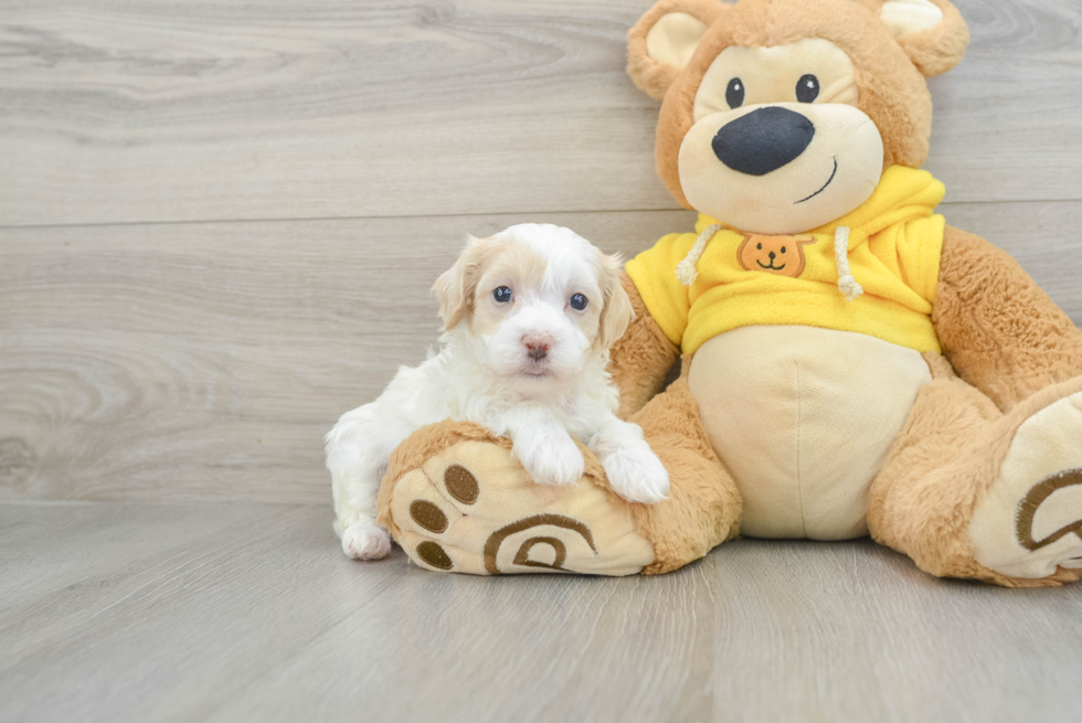 Cute Maltipoo Baby