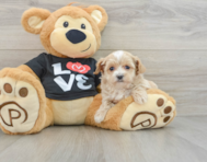 8 week old Maltipoo Puppy For Sale - Puppy Love PR