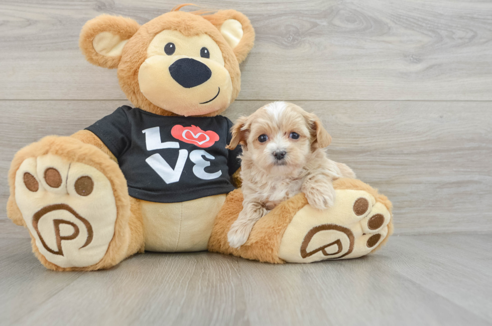 8 week old Maltipoo Puppy For Sale - Puppy Love PR