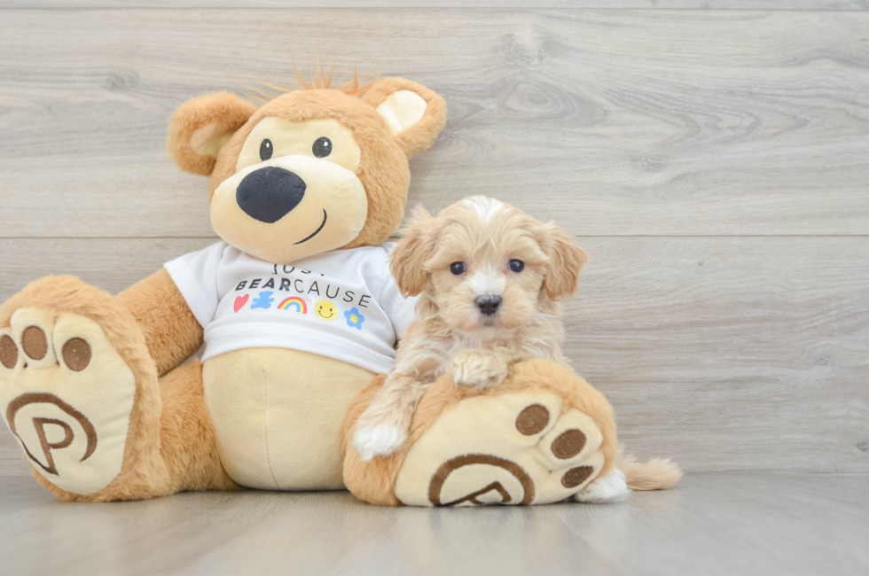 6 week old Maltipoo Puppy For Sale - Puppy Love PR