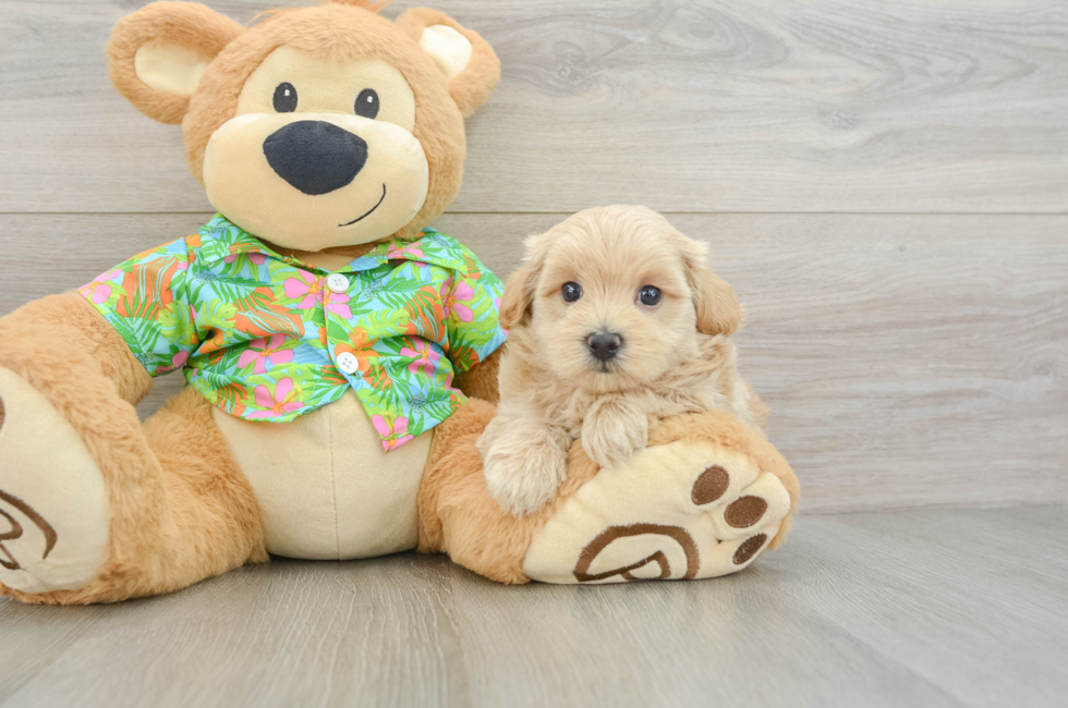 5 week old Maltipoo Puppy For Sale - Puppy Love PR