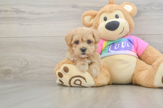 Best Maltipoo Baby