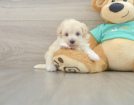 8 week old Maltipoo Puppy For Sale - Puppy Love PR