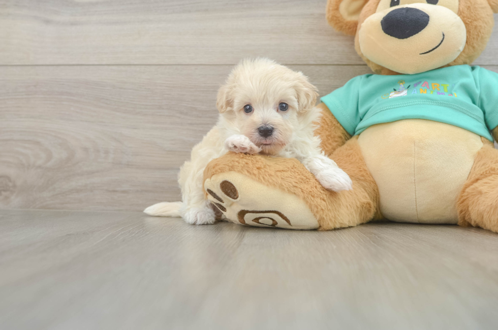 6 week old Maltipoo Puppy For Sale - Puppy Love PR