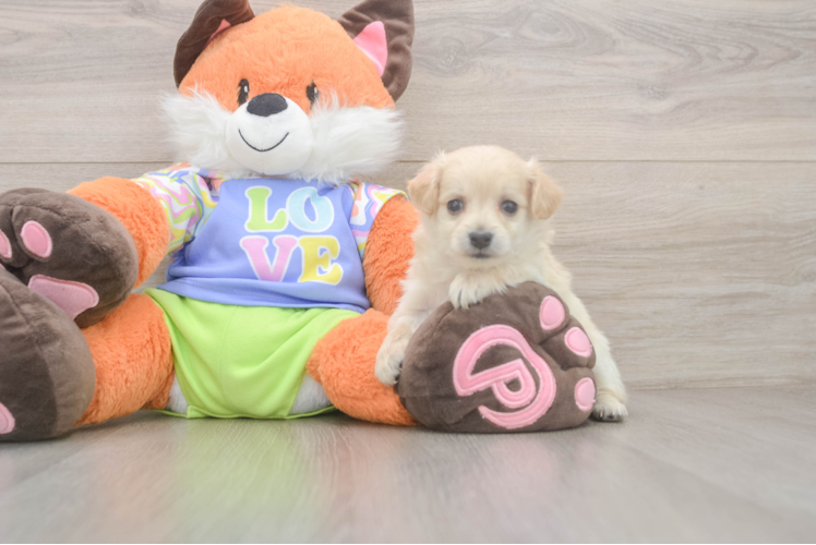 Little Moodle Poodle Mix Puppy