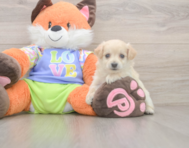 9 week old Maltipoo Puppy For Sale - Puppy Love PR