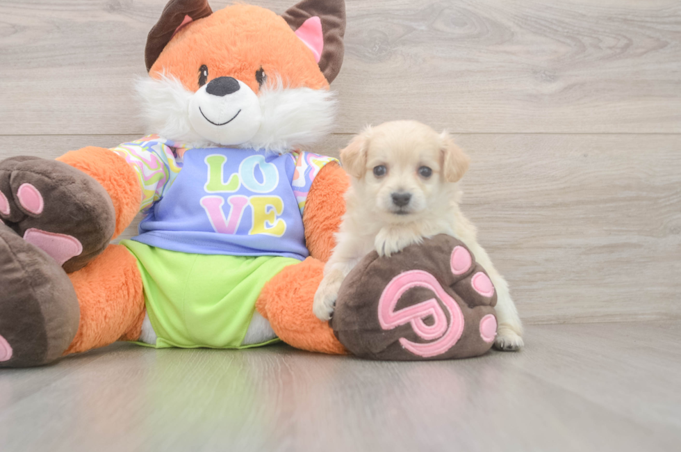 9 week old Maltipoo Puppy For Sale - Puppy Love PR