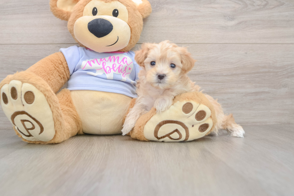 Maltipoo Pup Being Cute
