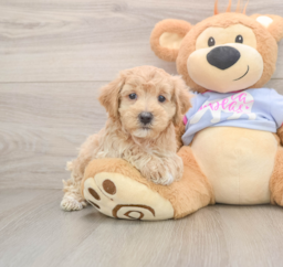 7 week old Maltipoo Puppy For Sale - Puppy Love PR