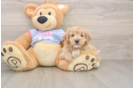 Best Maltipoo Baby