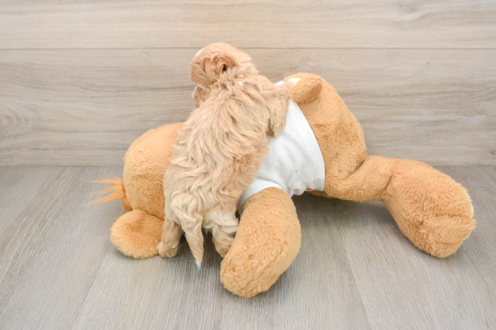 Cute Maltipoo Baby