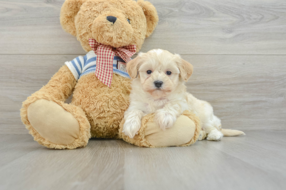 8 week old Maltipoo Puppy For Sale - Puppy Love PR