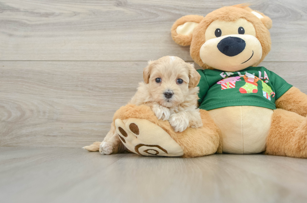 5 week old Maltipoo Puppy For Sale - Puppy Love PR