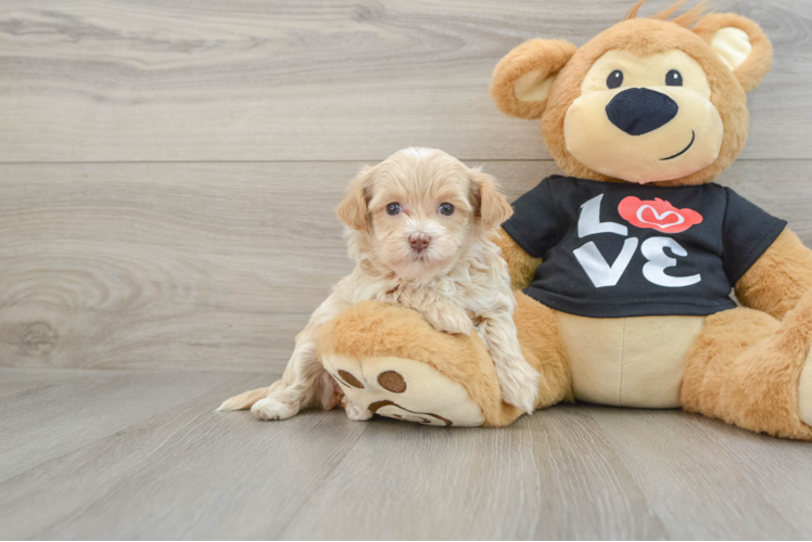 Maltipoo Pup Being Cute