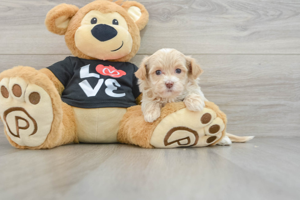 Fluffy Maltipoo Poodle Mix Pup