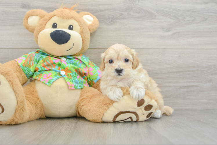 Maltipoo Pup Being Cute