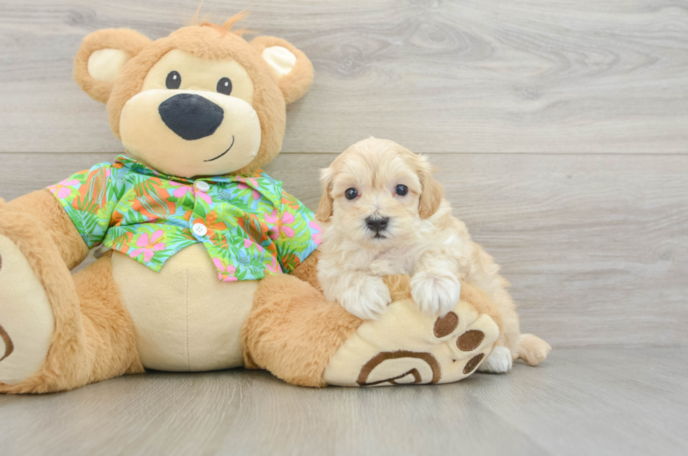 5 week old Maltipoo Puppy For Sale - Puppy Love PR