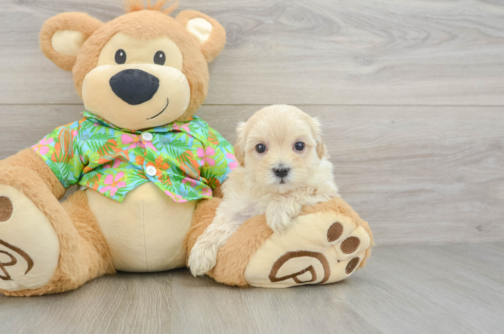 5 week old Maltipoo Puppy For Sale - Puppy Love PR