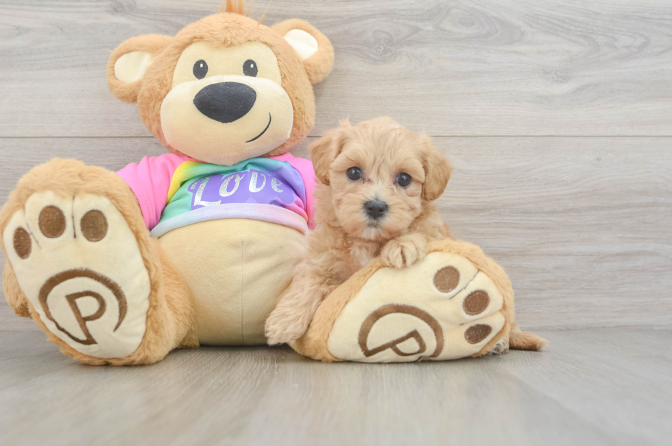 5 week old Maltipoo Puppy For Sale - Puppy Love PR