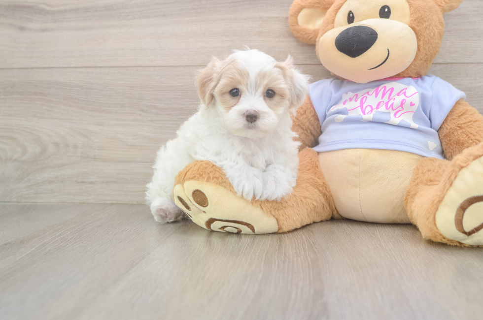 5 week old Maltipoo Puppy For Sale - Puppy Love PR