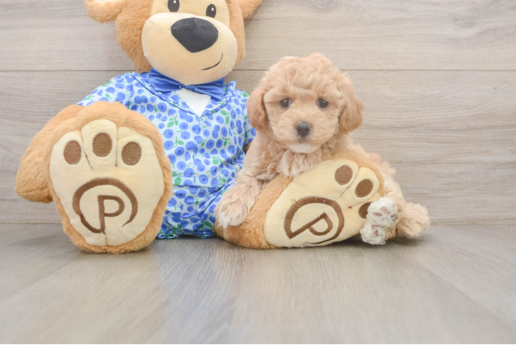 Fluffy Maltipoo Poodle Mix Pup