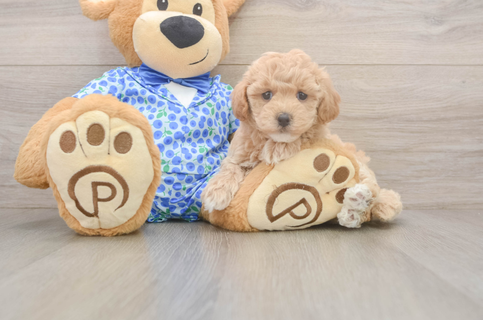 7 week old Maltipoo Puppy For Sale - Puppy Love PR