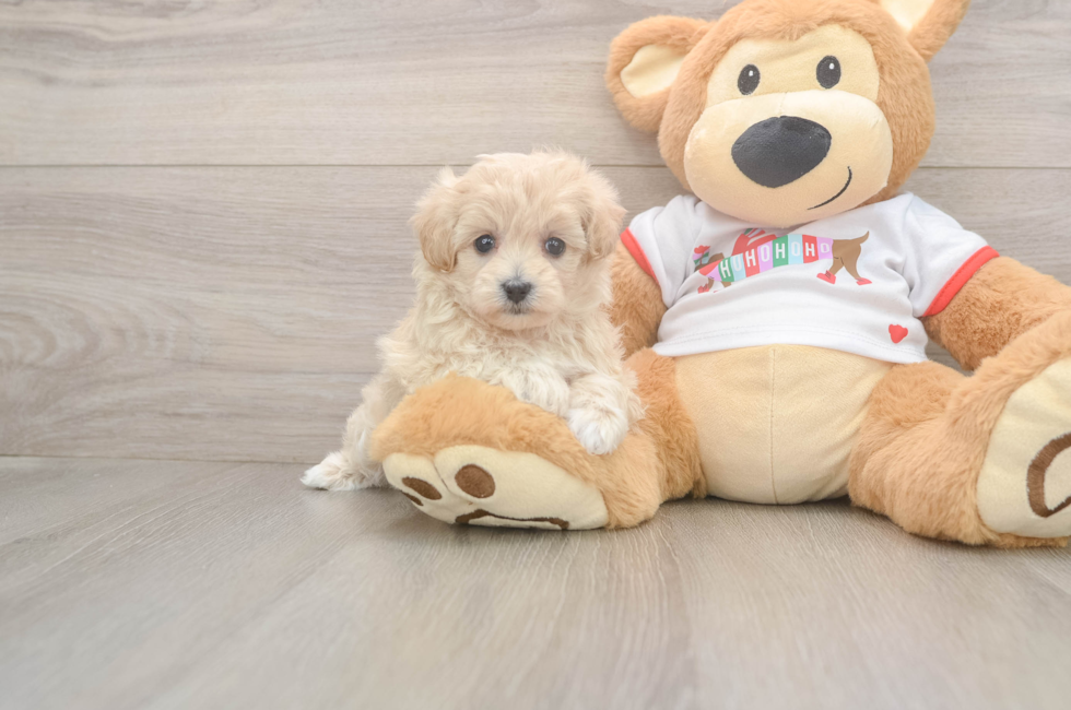 5 week old Maltipoo Puppy For Sale - Puppy Love PR