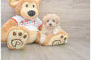 Maltipoo Pup Being Cute
