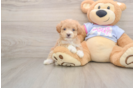 Popular Maltipoo Poodle Mix Pup