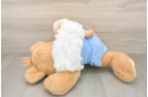 Best Maltipoo Baby