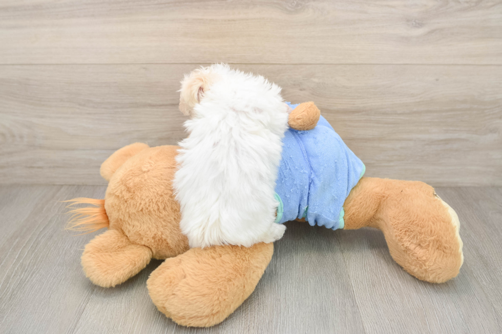 Best Maltipoo Baby