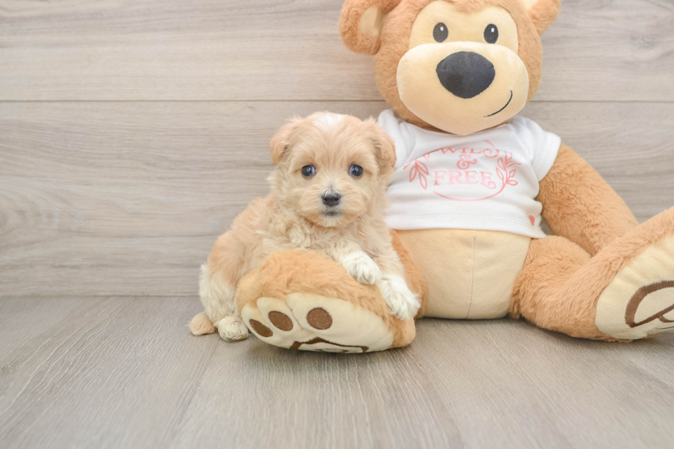 Fluffy Maltipoo Poodle Mix Pup