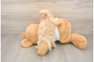 Best Maltipoo Baby