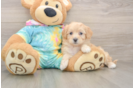 Funny Maltipoo Poodle Mix Pup