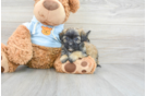Best Maltipoo Baby