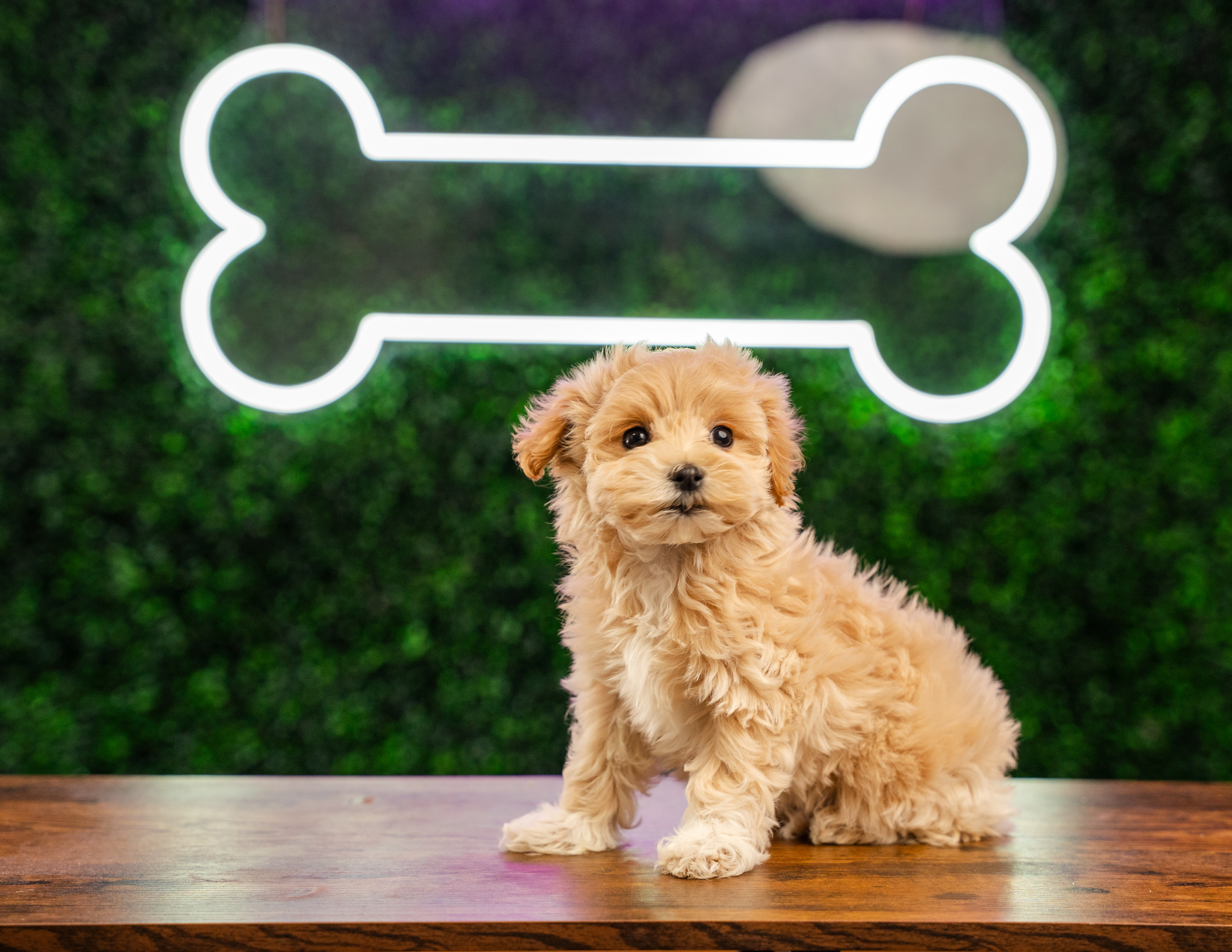 Best Maltipoo Baby