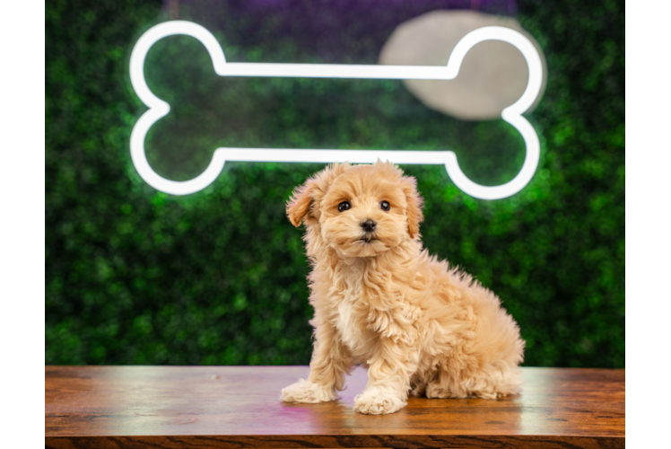 Best Maltipoo Baby