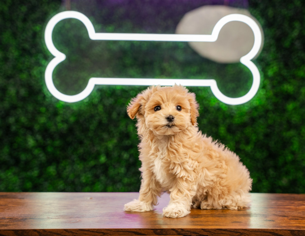 Best Maltipoo Baby