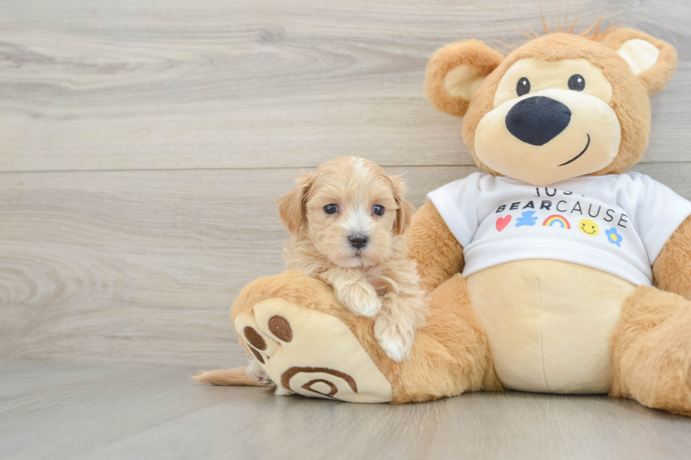 Happy Maltipoo Baby