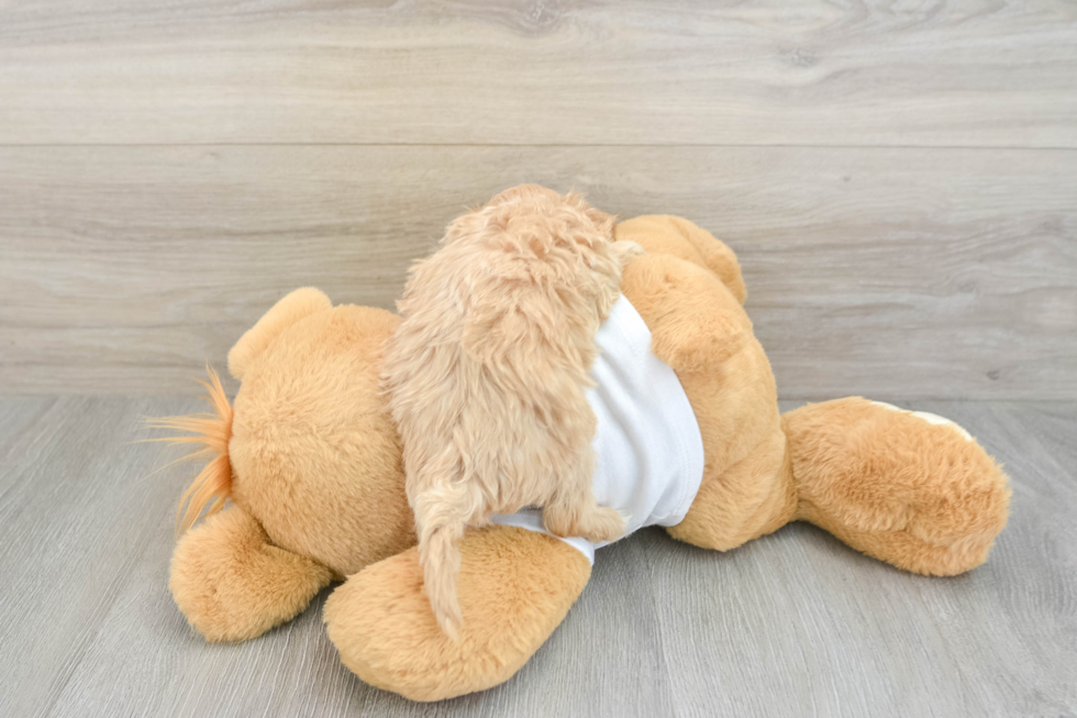 Friendly Maltipoo Baby