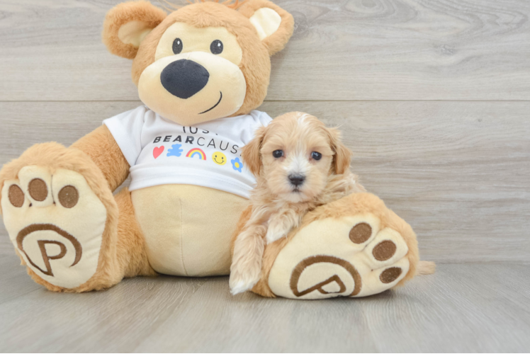 Adorable Maltidoodle Poodle Mix Puppy