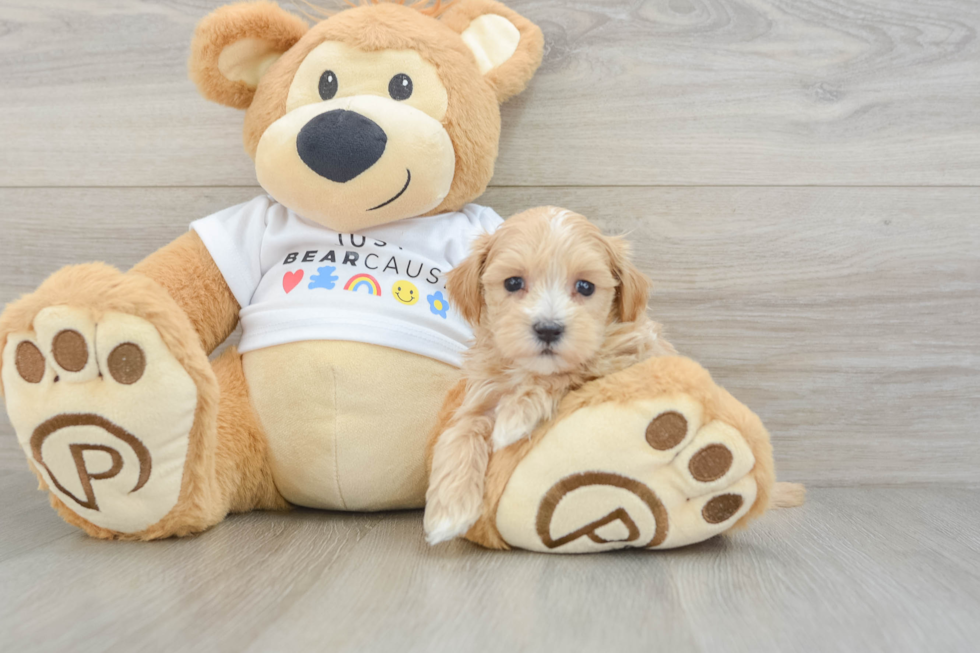 Adorable Maltidoodle Poodle Mix Puppy