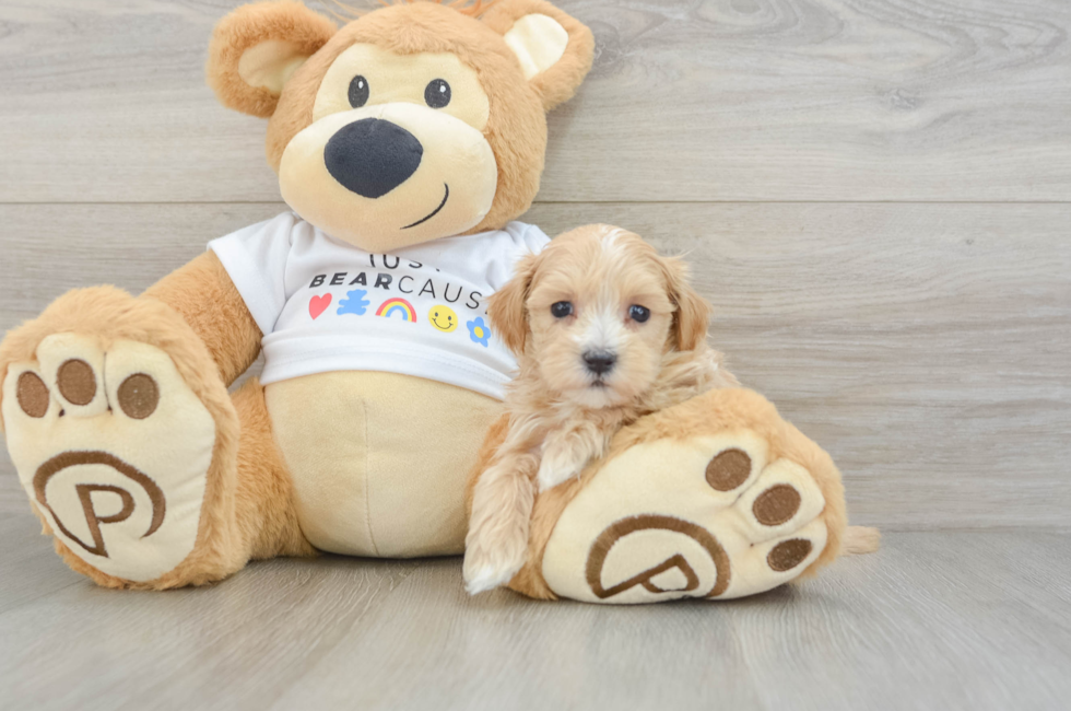 6 week old Maltipoo Puppy For Sale - Puppy Love PR
